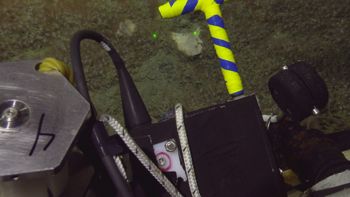 Media type: image;   Invertebrate Zoology 153118 Description: live specimen;